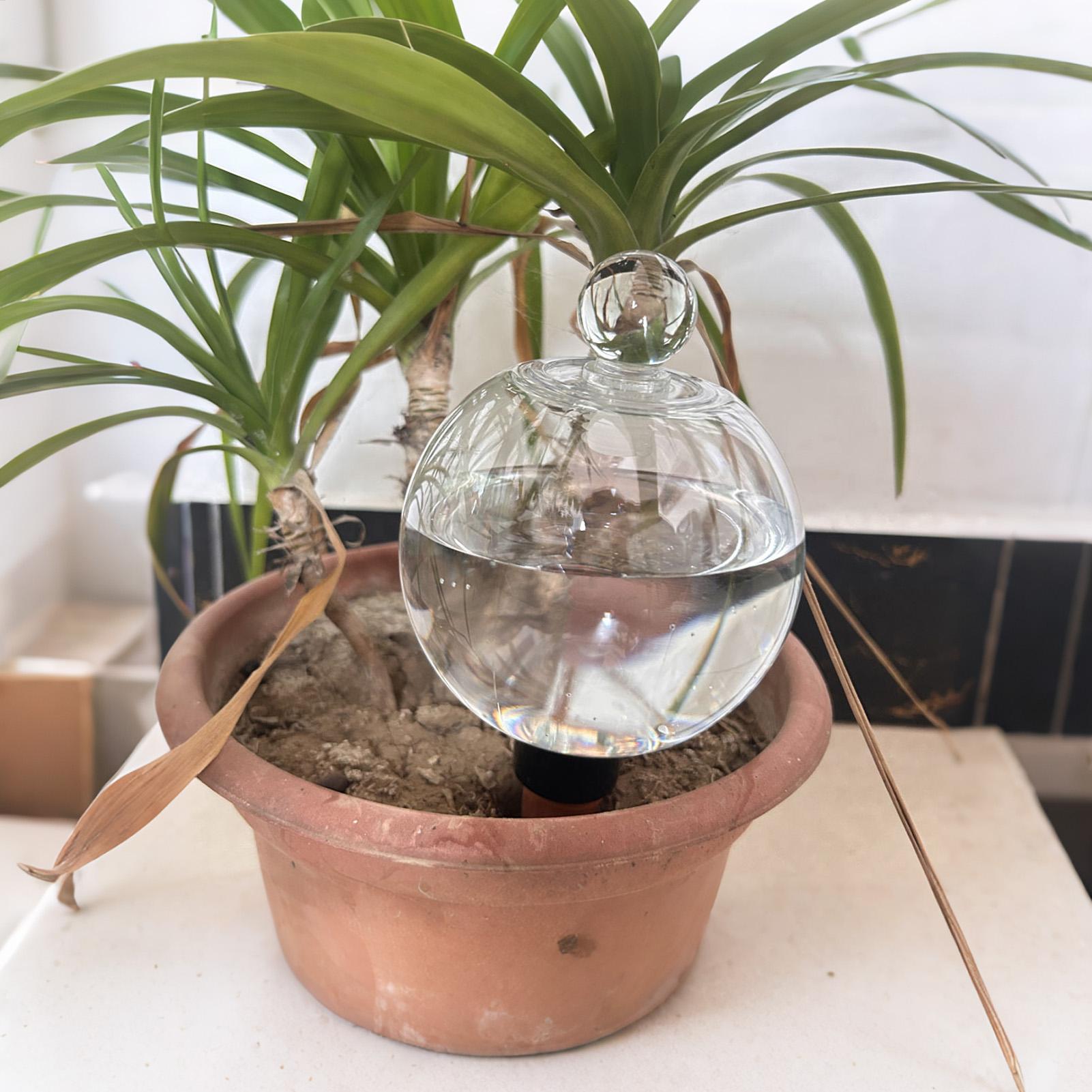 Plant Watering Bulbs 4pcs 500m - Echeveria Succulent 评论和价格