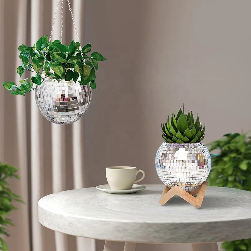 Disco Mirror Ball Hanging Flow - Echeveria Succulent 评论和价格
